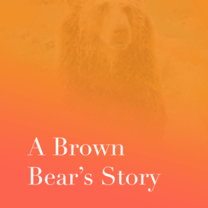 A Brown Bear's Story